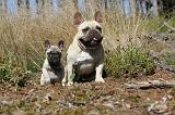BOULEDOGUE FRANCAIS 206